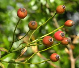 Dog-rose