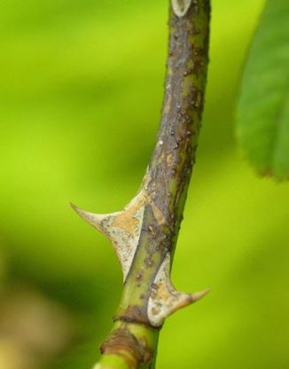 Dog-rose