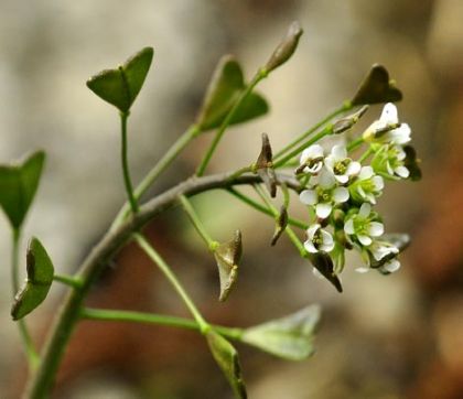 Shepherd's Purse | Wildflowers of the West Village