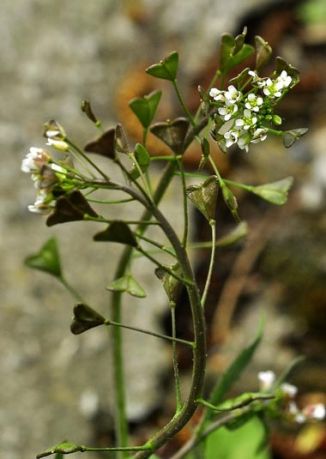 shepherd's purse Capsella bursa-pastoris Weed Profile - Weed Identification