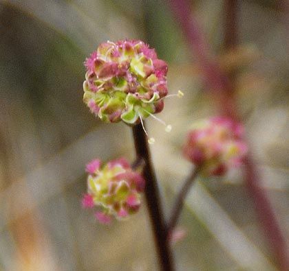 Burnet, Salad