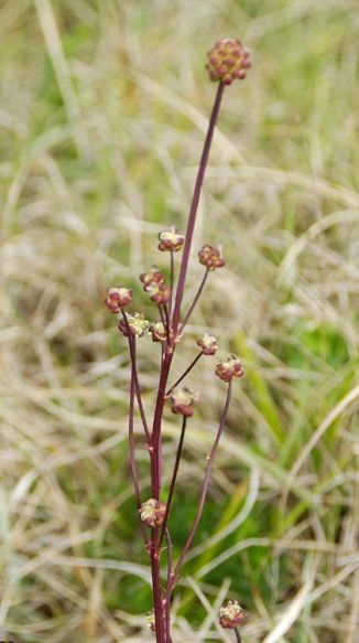 Burnet, Salad