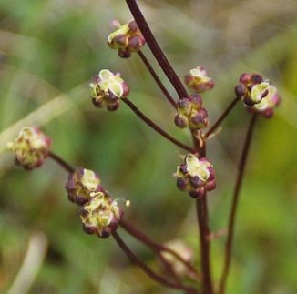 Burnet, Salad
