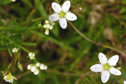 Sandwort, Spring