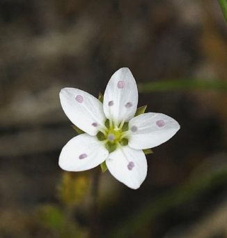 Sandwort, Spring