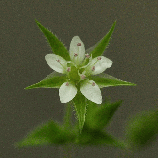 Sandwort, Three-nerved