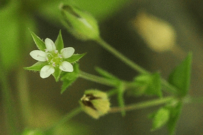 Irish Wildflowers Sandwort, Three-nerved