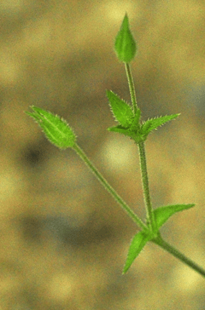 Sandwort, Three-nerved