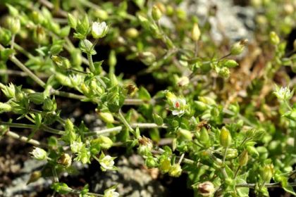 Sandwort, Thyme-leaved