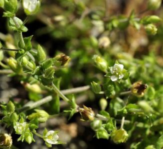 Sandwort, Thyme-leaved