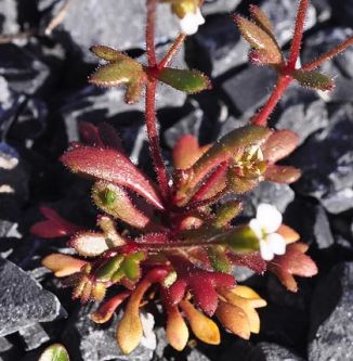 Saxifrage, Rue-leaved