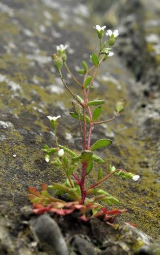 Saxifrage, Rue-leaved