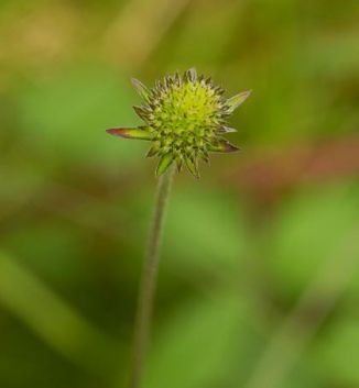 Scabious, Devil's-Bit