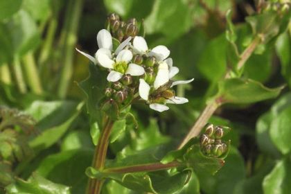 Scurvygrass, Common