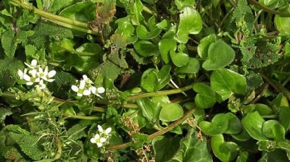 Scurvygrass, Common