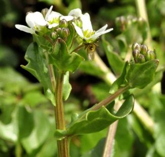 Scurvygrass, Common