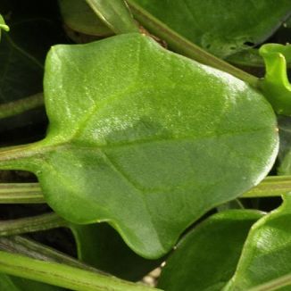 Scurvygrass, Common