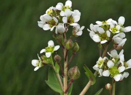 Scurvygrass, English