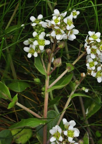 Scurvygrass, English