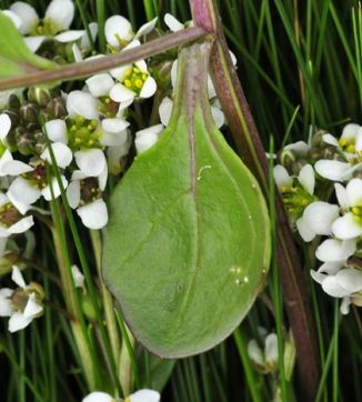 Scurvygrass, English