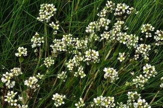 Scurvygrass, English