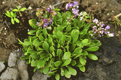 Sea-lavender, Western