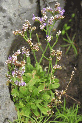 Sea-lavender, Western