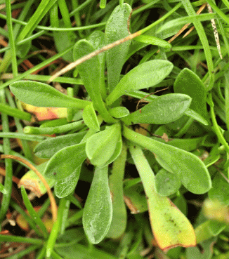Sea-lavender, Western
