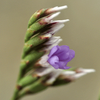 Sea-lavender, Rock