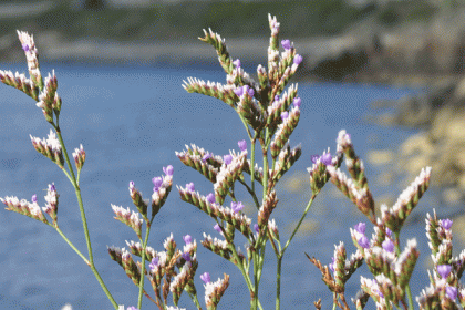 Sea-lavender, Rock