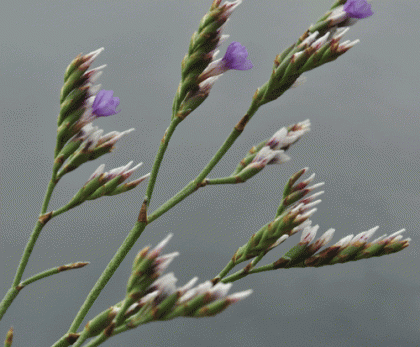 Sea-lavender, Rock