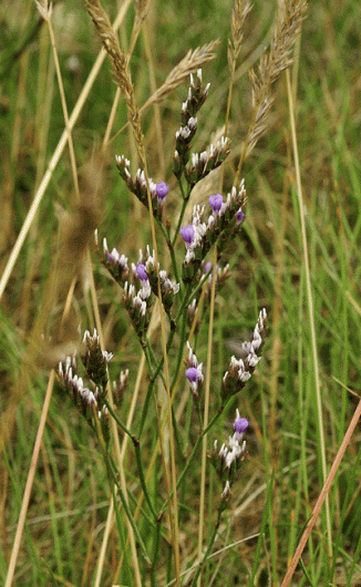 Sea-lavender, Rock