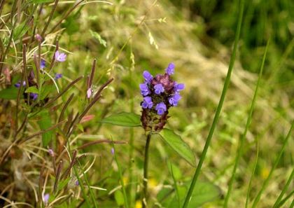Self-heal