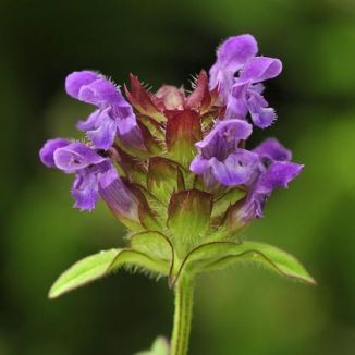 Self-heal