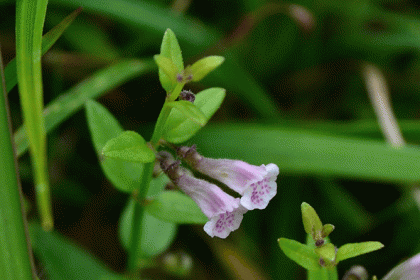 Skullcap, Lesser