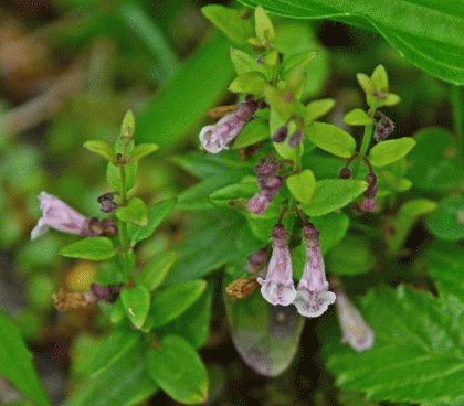 Skullcap, Lesser