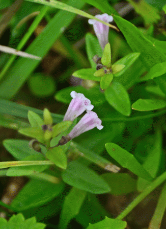 Skullcap, Lesser