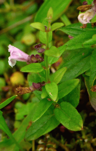 Skullcap, Lesser