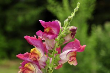 Snapdragon