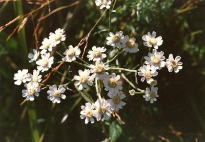 Sneezewort
