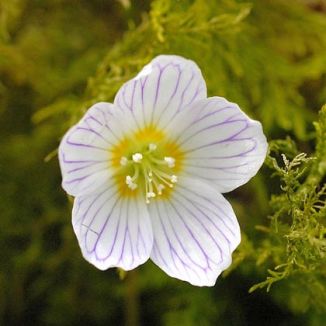 Wood-sorrel