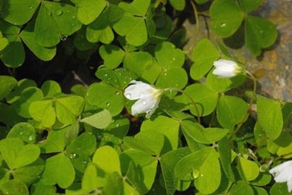 Wood-sorrel