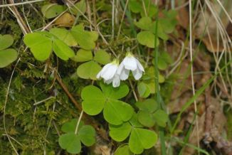 Wood-sorrel