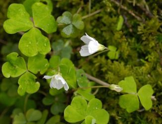 Wood-sorrel