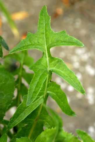 Sowthistle, Smooth
