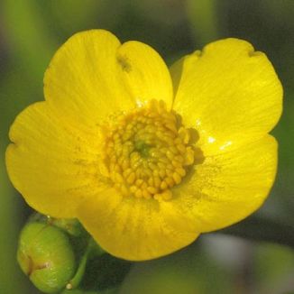 Spearwort, Lesser