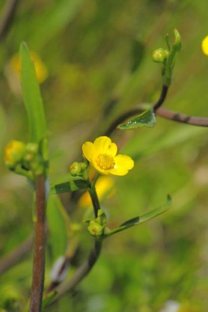 Spearwort, Lesser