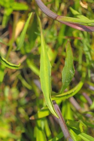 Spearwort, Lesser