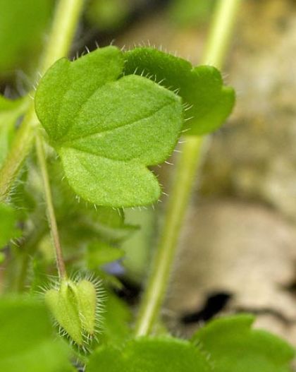 Speedwell, Ivy-leaved