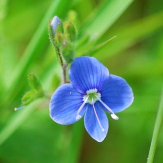 Speedwell, Germander